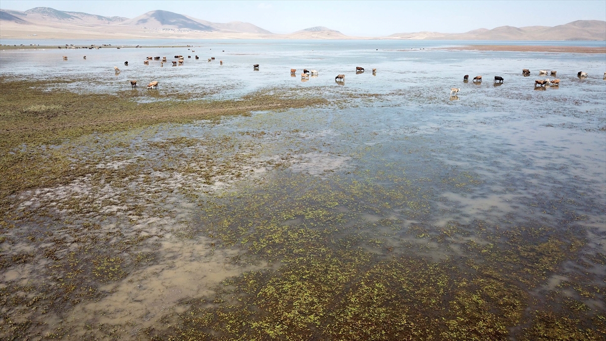 Merada ve gölün zeminindeki otlarla beslenen hayvanlar, öğle saatlerinde de havanın ısınmasıyla göle girip serinliyor.