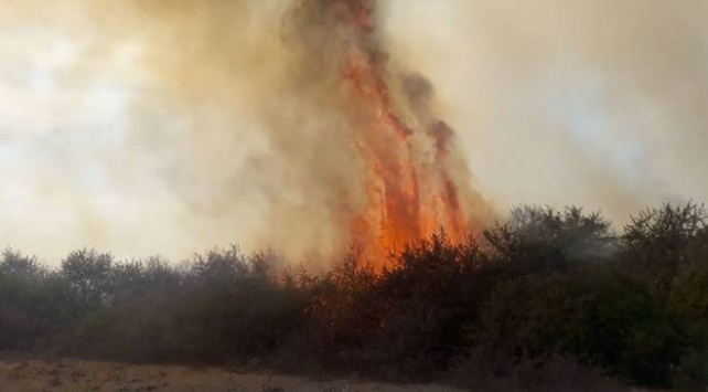 Kızılırmak Deltası Kuş Cenneti'nde yangın