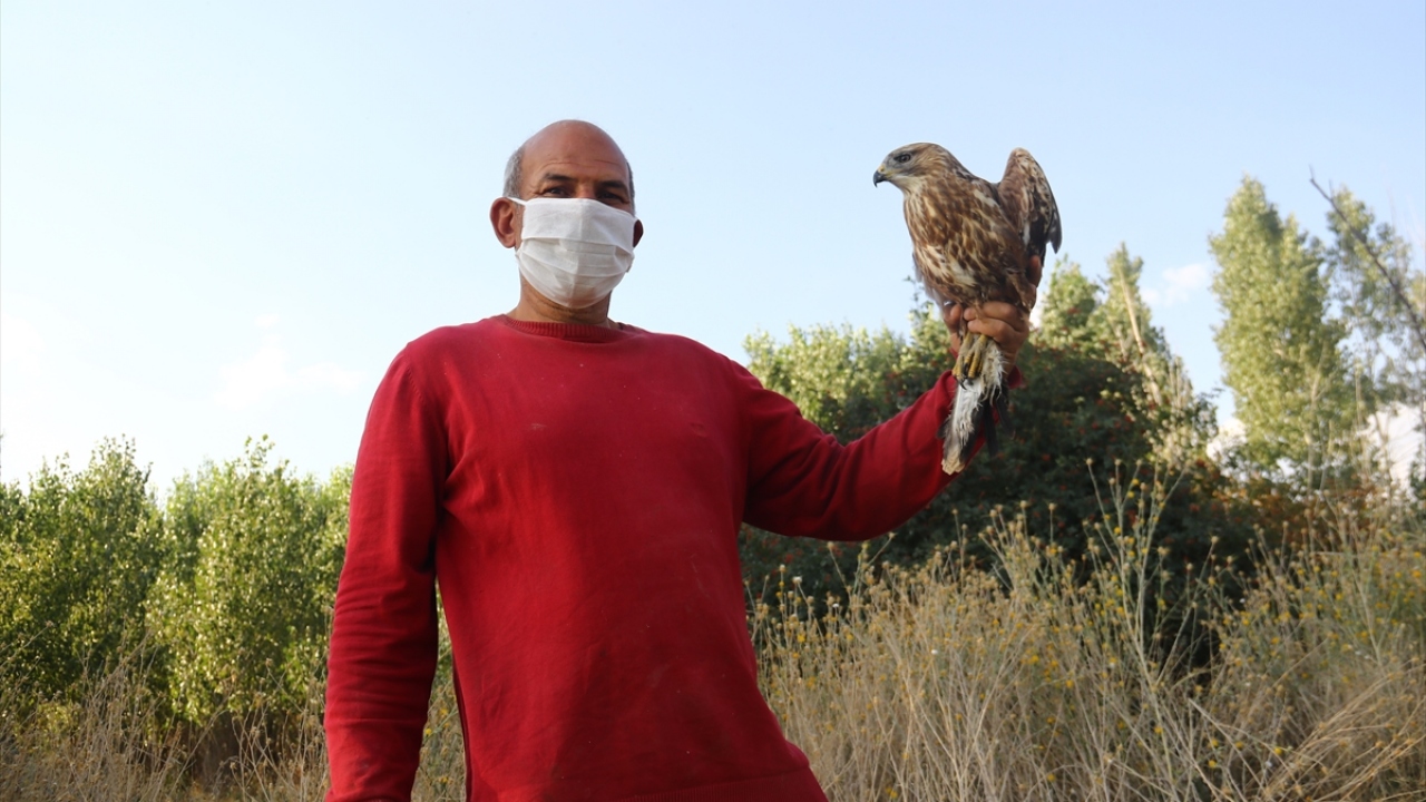 Erciş ilçesinde de Gölağzı Mahallesi`nde çiftçilik yapan Muammer Koçak, tarlasında yaralı halde bulduğu şahinin tedavi edilmesi için Doğa Koruma ve Milli Parklar Şube İlçe Müdürlüğü görevlilerini aradı.