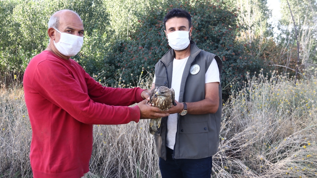 Yaralı şahini onlara teslim eden Koçak, "Görevlileri aradık. Onlar gelene kadar şahini beslemeye çalıştık. Gelip şahini alıp tedavi merkezine götürdüler. Şahinin tekrardan özgür şekilde doğada uçmasını diliyorum." diye konuştu.