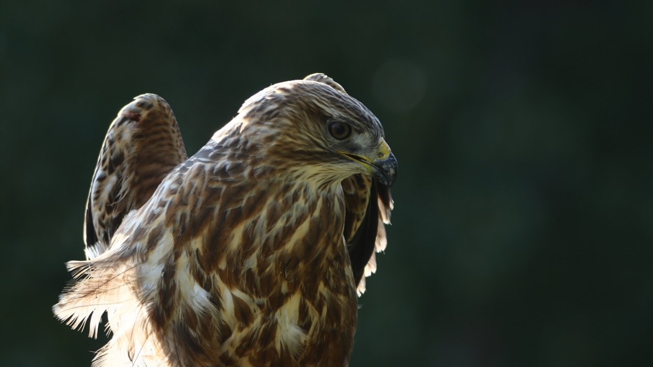 Yüksekova`da vatandaşların bulduğu kızıl akbaba, Doğa Koruma ve Milli Parklar Şube Müdürlüğü ekiplerince alınarak Hakkari Belediyesi Veteriner İşleri Müdürlüğüne teslim edildi. 