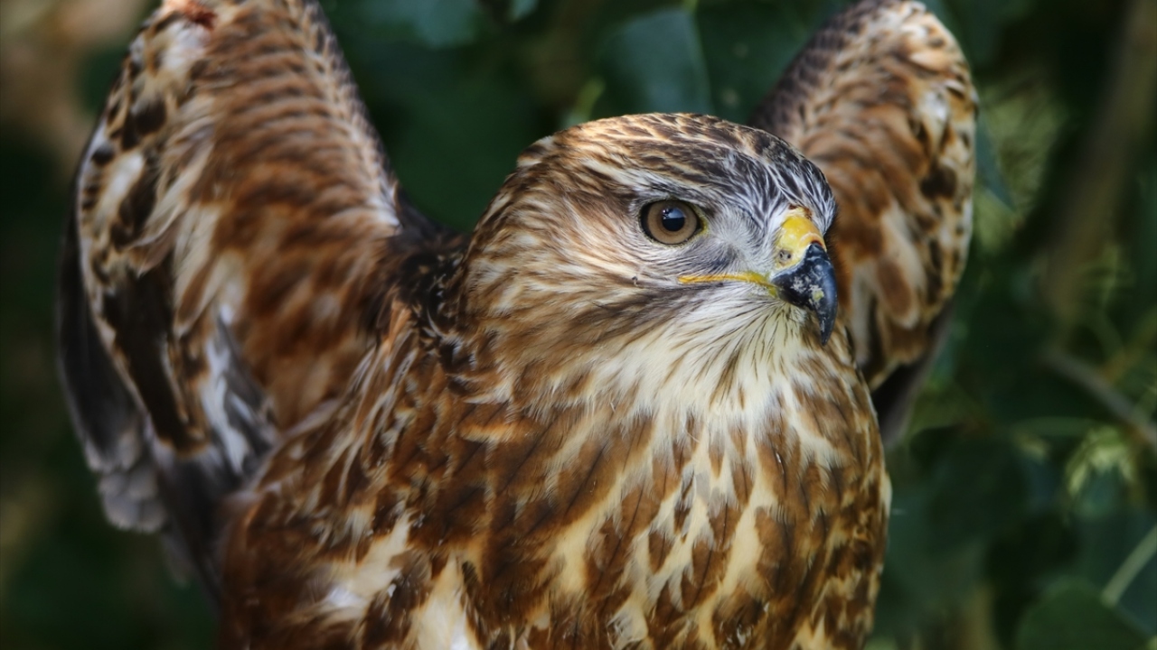 Yaralı akbabanın, tedavisinin ardından tekrar doğal yaşam alanına bırakılacağı belirtildi.