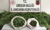 Giresun'da uyuşturucu operasyonu