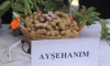 Osmaniye'de tescilli yerfıstığı "Ayşehanım" tanıtıldı
