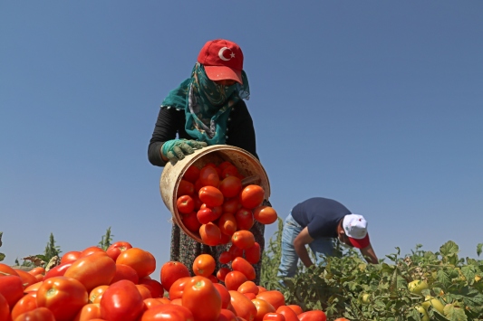 Elazığdan 500 ton kurutulmuş domates ihracatı hedefleniyor