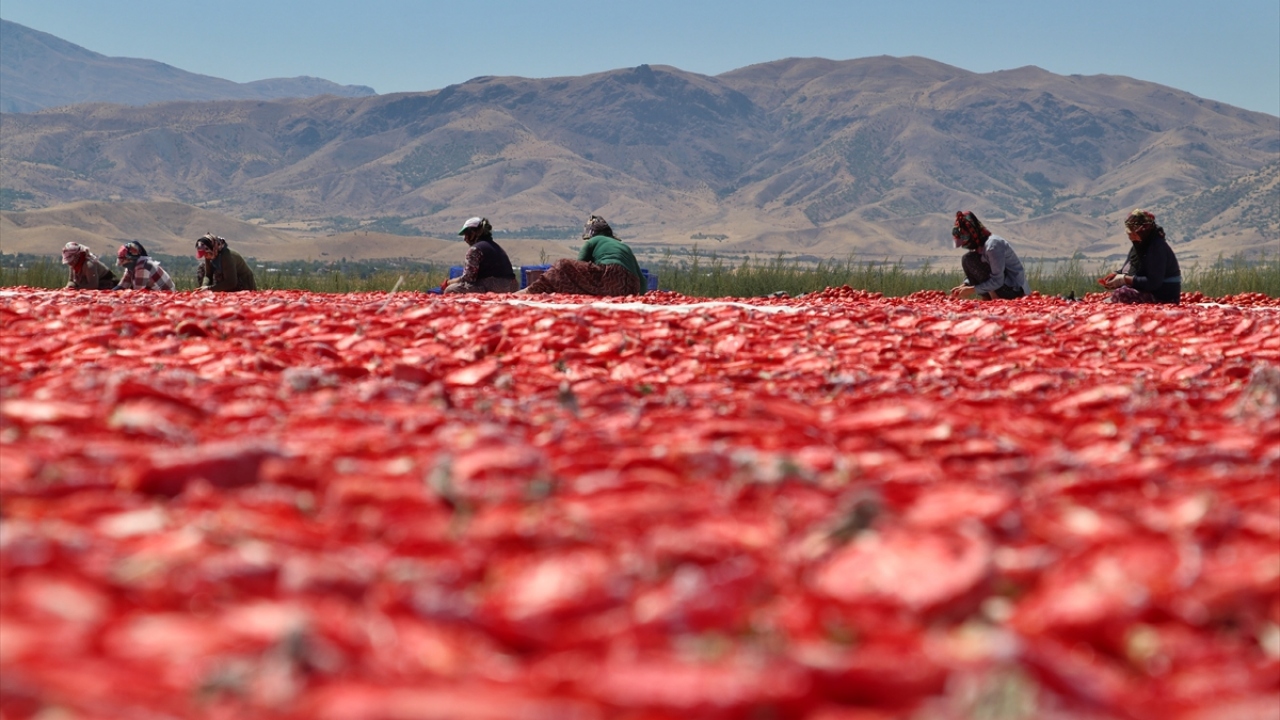 "Yaklaşık 20 bin dekar alanda domates üretiliyor"