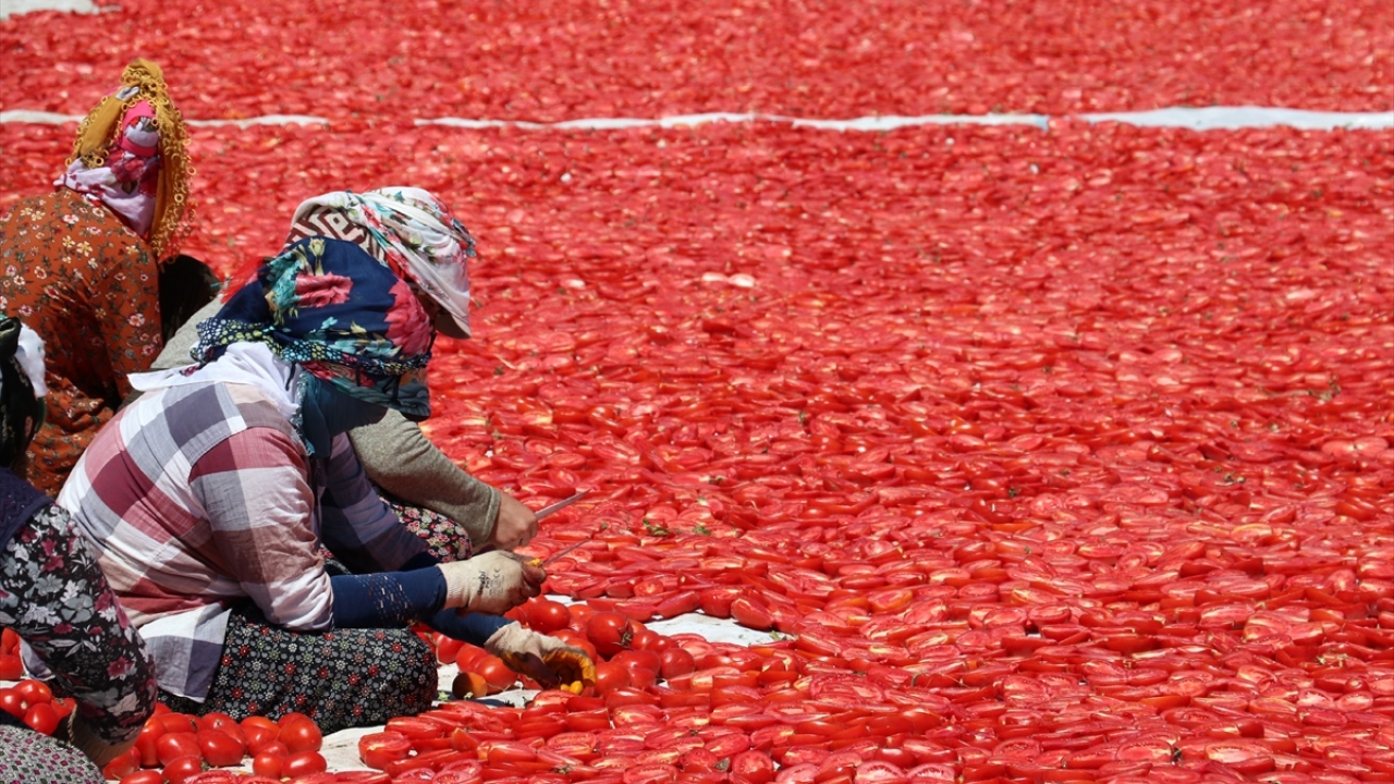 "500 tonu dünya sofralarına sunucağız"