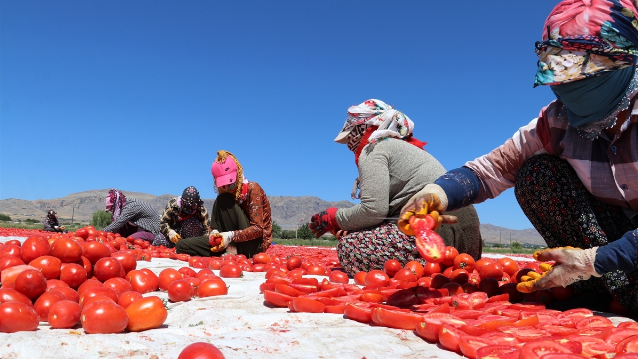 Kurutmalık domates üreticiye gelir kapısı oldu