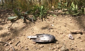 New Mexico'da gökten ölü kuş yağdı