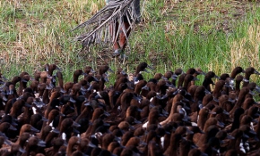 Tayland'da ördek ordusu pirinç tarlalarında görevde