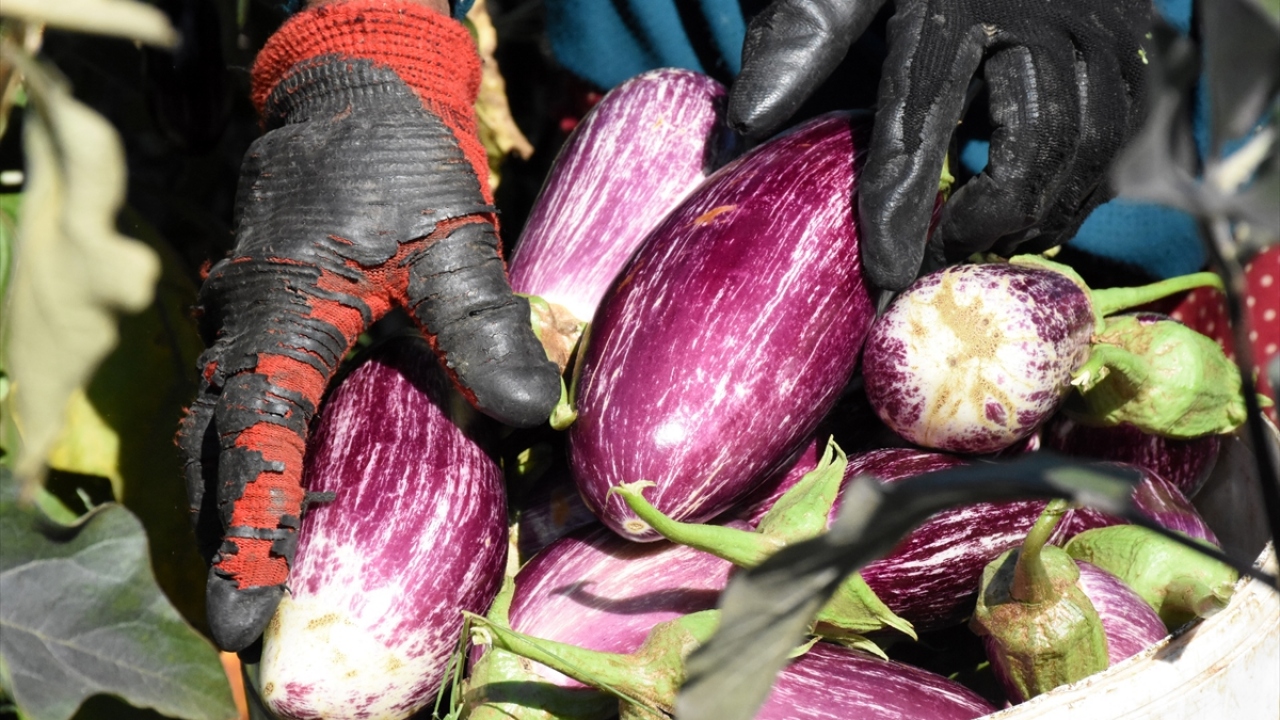 Mart ayında ekilen ve kısa süre önce hasadına başlanan Yamula patlıcanında istenen rekolte alınamasa da önceki yıllara göre fiyatlarda yaşanan artış çiftçiyi oldukça memnun etti.