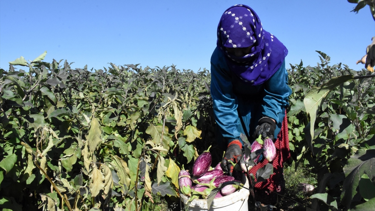 Kente yaklaşık 43 kilometre uzaklıktaki Yemliha Mahallesi`nde üretilen ve Coğrafi İşaret Tescil Belgesi sahibi olan Yamula patlıcanı, yıllardır bölge halkına önemli gelir kaynağı sağlıyor. 