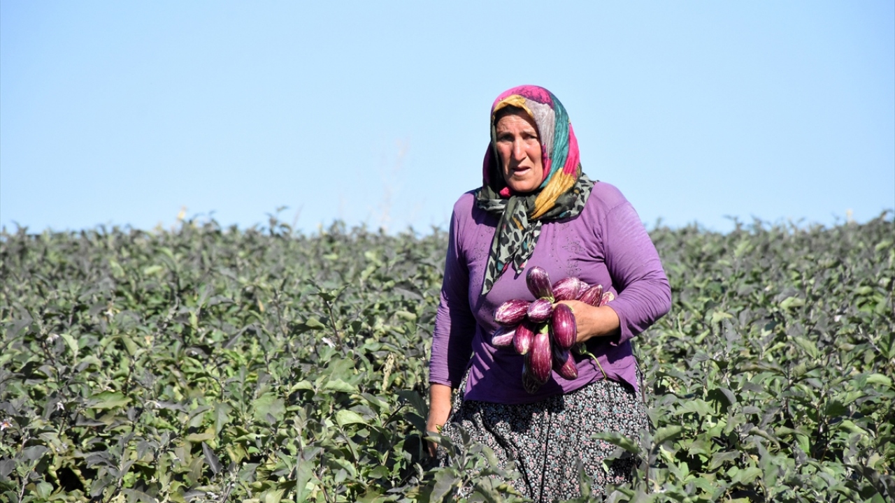 Fatma Günkoğlu da yaklaşık 30 yıldır patlıcan ektiklerini ancak 5 yıldır profesyonel olarak bu işe başladıklarını ifade etti.