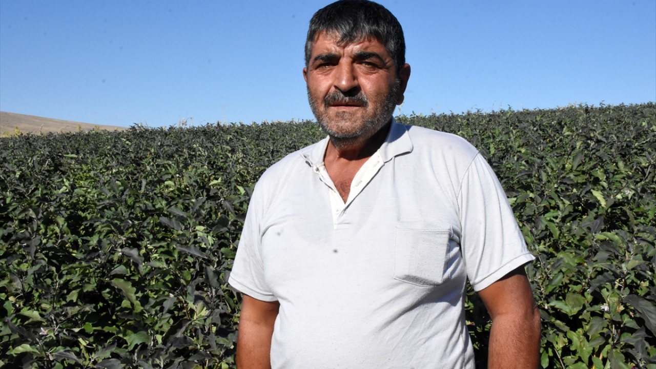 Duran, Yemliha Tarımsal Kalkınma Kooperatifi ve hale verilen patlıcanların Yozgat, Nevşehir ve Niğde`ye de gönderildiğini kaydetti.