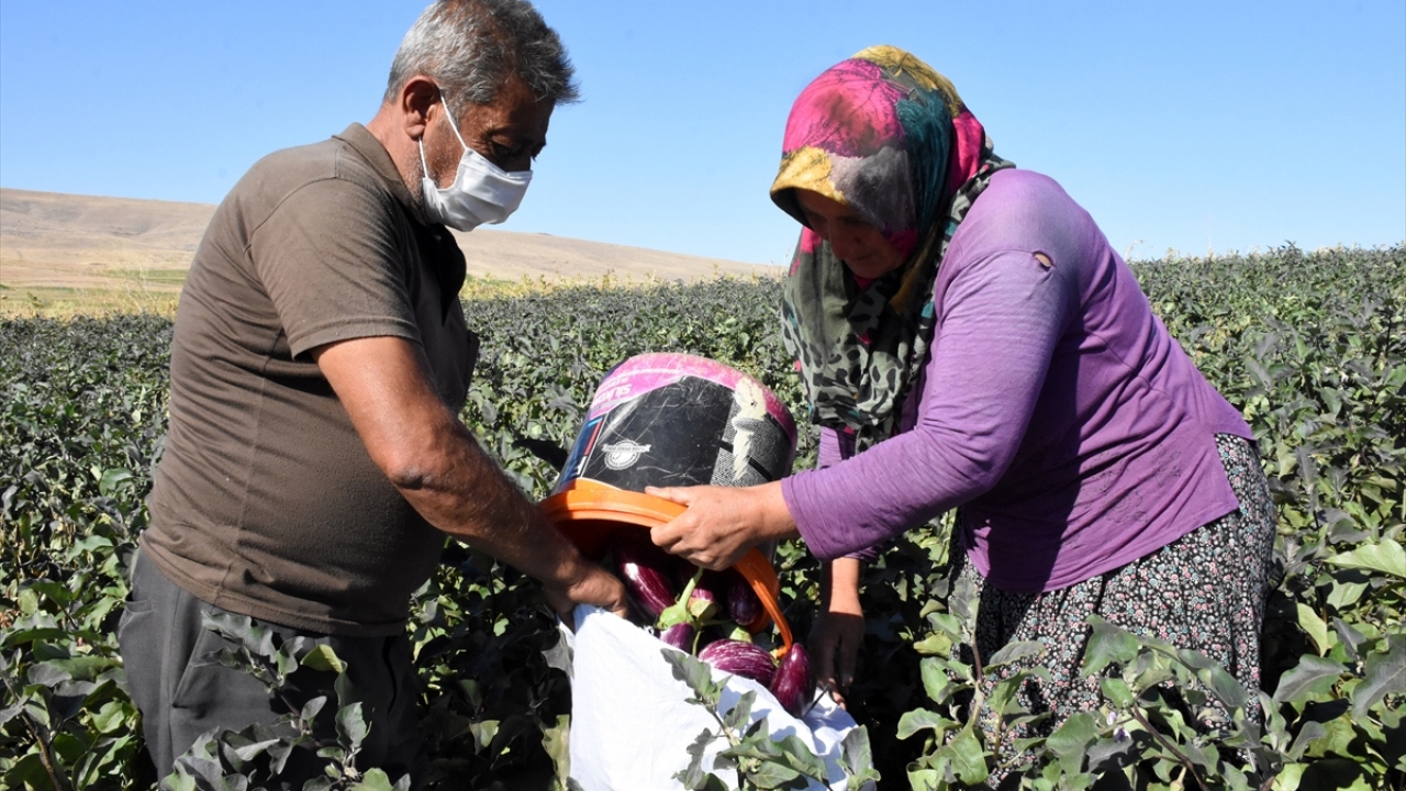 Patlıcan üretiminin zorlu bir iş olduğunu ve kadınların daha çok çalıştığını aktaran Günkoğlu, şöyle devam etti: