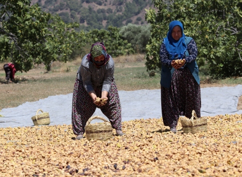 TMO kuru incirde müdahale alımına hazır