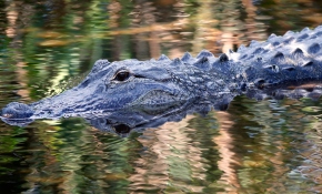 Kasırganın vurduğu ABD'de dev timsahlar sokaklarda