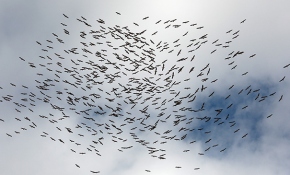 Gökyüzü leyleklerin vedasıyla şenlendi