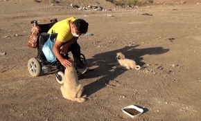 Engelli genç akülü aracıyla her gün sokak hayvanlarını besliyor