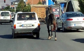 Otomobile bağladıkları atı kilometrelerce koşturdular