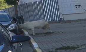 Keçinin araçta yansımasıyla kavgası kamerada