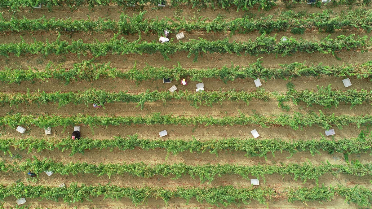 Kentte üreticilerin emeğinin karşılığını alacağı bağlarda hasat heyecanı devam ediyor.