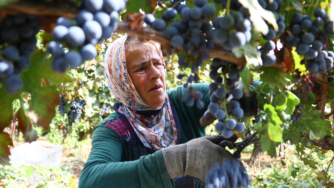 Sabahın ilk ışıklarıyla kadınlar tarafından toplanmaya başlanan üzümler, sandıklara yerleştirildikten sonra nakil için hazır hale getiriliyor.