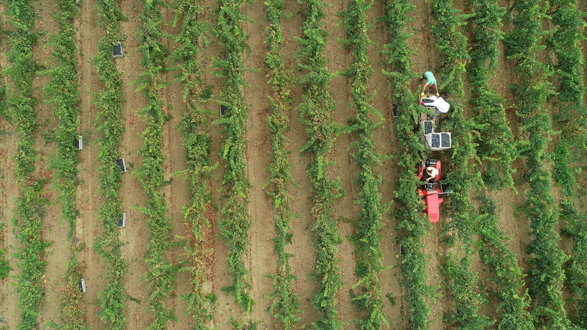 Araçlara yüklenen üzümler, pekmez, üzüm şırası ve şarap yapımında kullanılmak üzere fabrikalara gönderiliyor. 