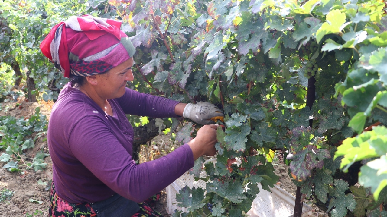Öcal, bu yıl mayıstan sonra neredeyse hiç yağmur yağmadığını dile getirerek, şöyle konuştu: