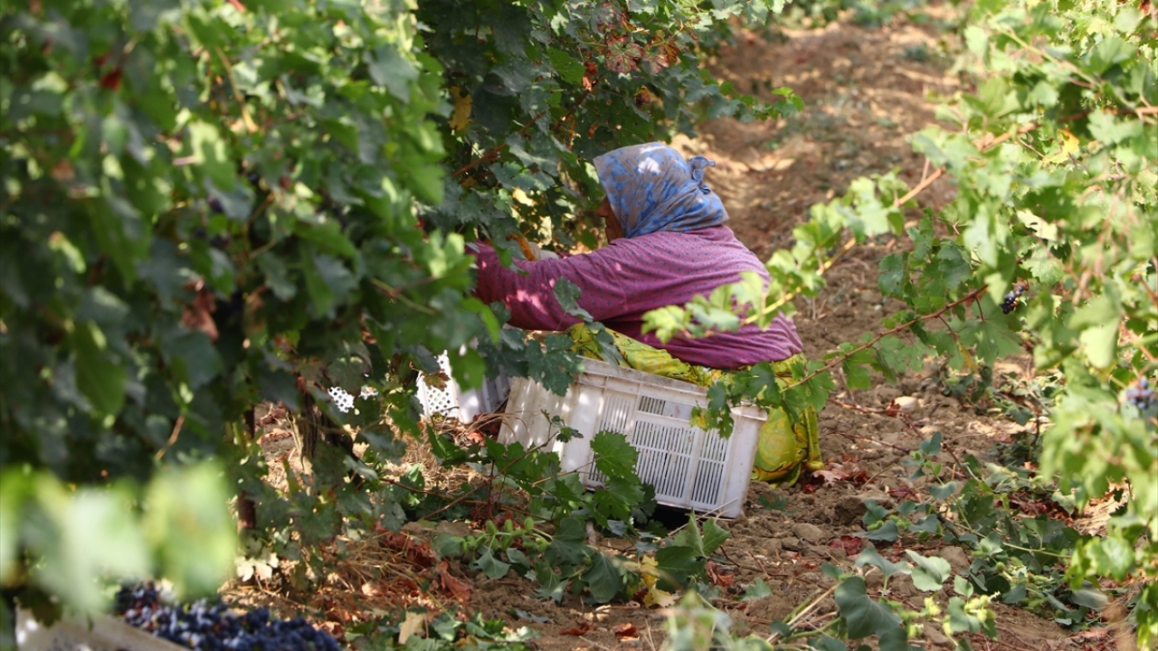 Tekirdağ`da 300 dönüm alanda bağcılık yapan Salim Bulut da yağışların az olmasına rağmen üzümdeki verimin iyi olmasının kendilerini sevindirdiğini dile getirdi.