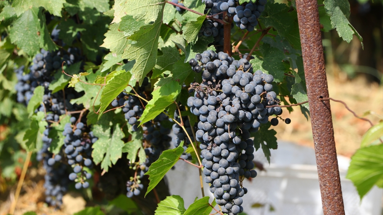 Bulut, hasatla birlikte üreticilerin emeklerinin karşılığını aldığını belirterek, şunları kaydetti: