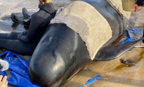 Avustralya'da sığ sularda mahsur kalan balina sayısı 470’e çıktı