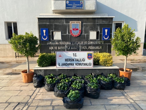 Mersinde avokado hırsızları yakalandı