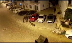 Antalya'da şehre inen domuz sürüsü kamerada