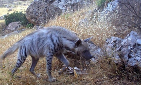 24 saat kayıt yapan fotokapanlar ile bazı türler ilk kez görüntülendi