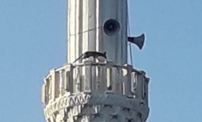 Cami minaresinde dolaşan tilki görenleri şaşırttı