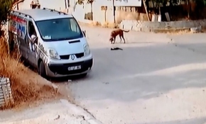 Minibüsün ezdiği kedinin başından ayrılmayan köpek kamerada
