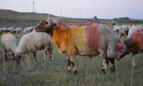 Koçlar süslendi koyun sürüsüne bırakıldı