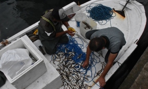 Hamsinin bollaşması için denizin soğumasını bekleniyor