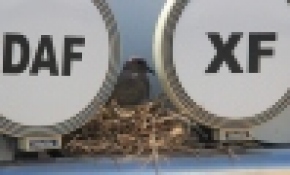 Kumrunun yuva yaptığı tır seferden çekildi