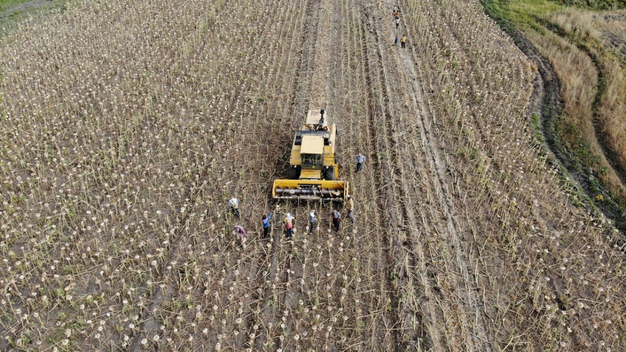 Hayvan varlığı bakımından ülkenin önde gelen illerinden olan ve son yıllarda devlet destekli projelerle üretiminin arttığı kentteki tarlalarda ayçiçeği hasadı devam ediyor. 