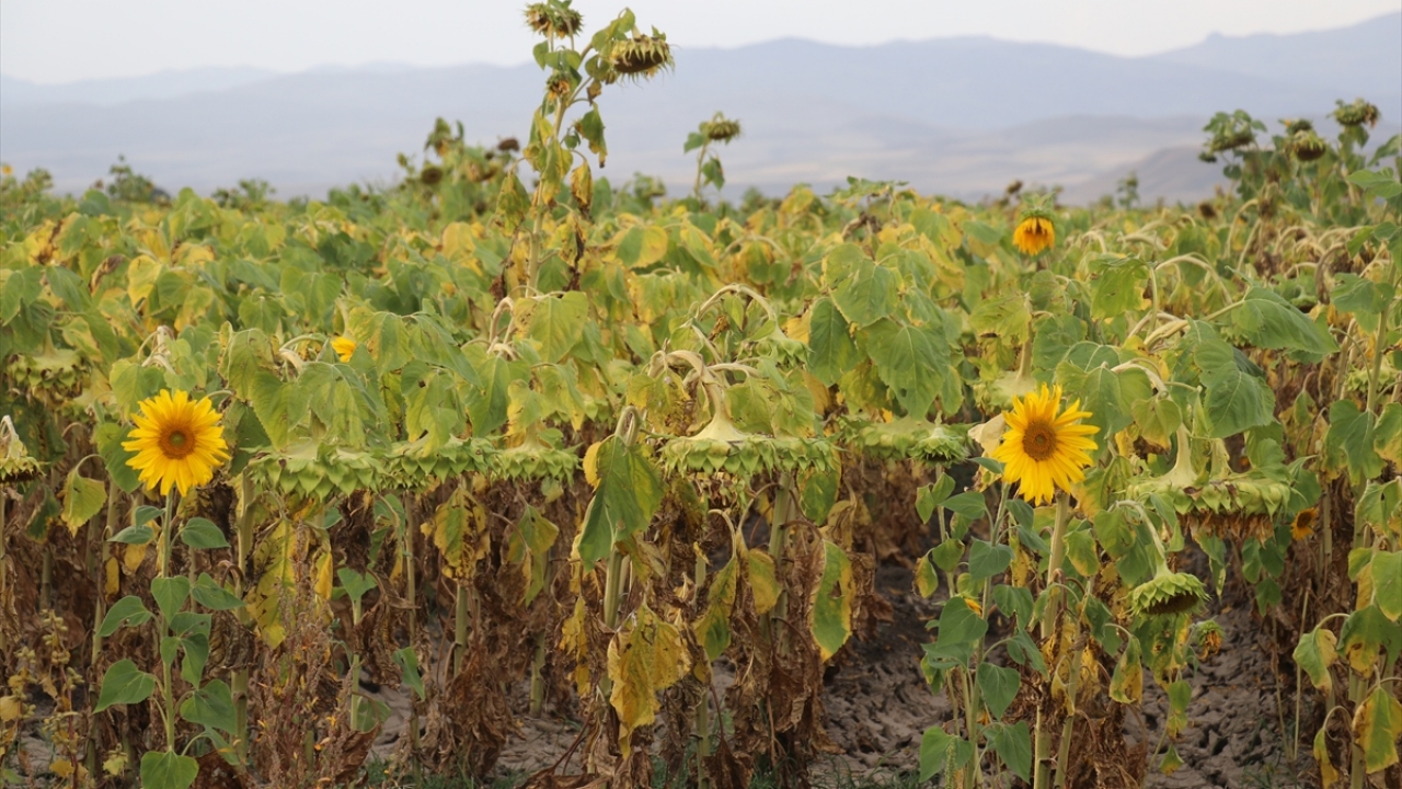 Sabahın erken saatlerinde hasadına başlanan ve biçerdöverlere atılarak öğütülen ayçiçekleri, daha sonra güneşte kurutuluyor. 
