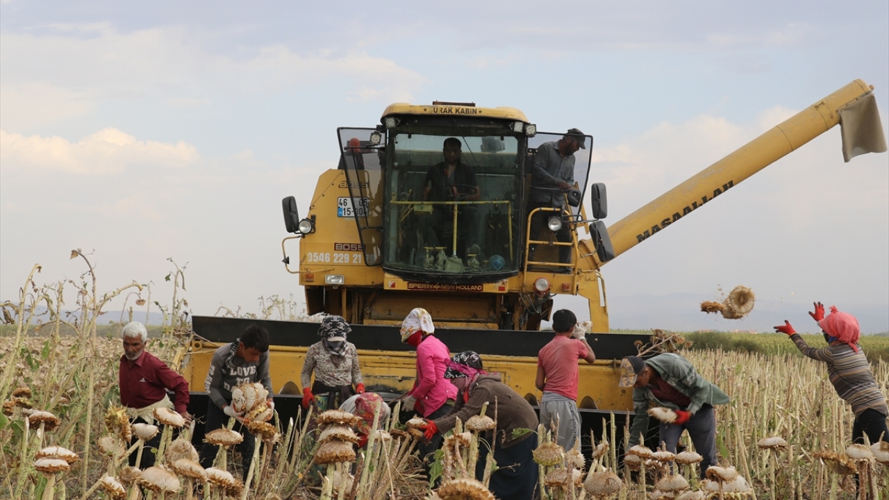 "Kentte ayçiçeği ekim alanı genişledi"