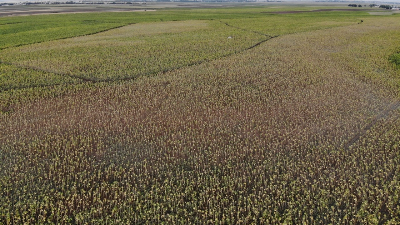 Engin, verilen desteklerle ayçiçek üretiminin kentte giderek yaygınlaşmaya devam edeceğini sözlerine ekledi.