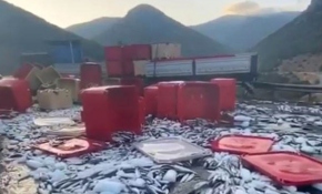 Dorse kapağı açılan tırdaki tonlarca balık yola saçıldı