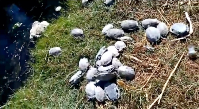 Havuzda telef olmak üzereyken bulunan su kaplumbağaları doğal yaşam alanına bırakıldı