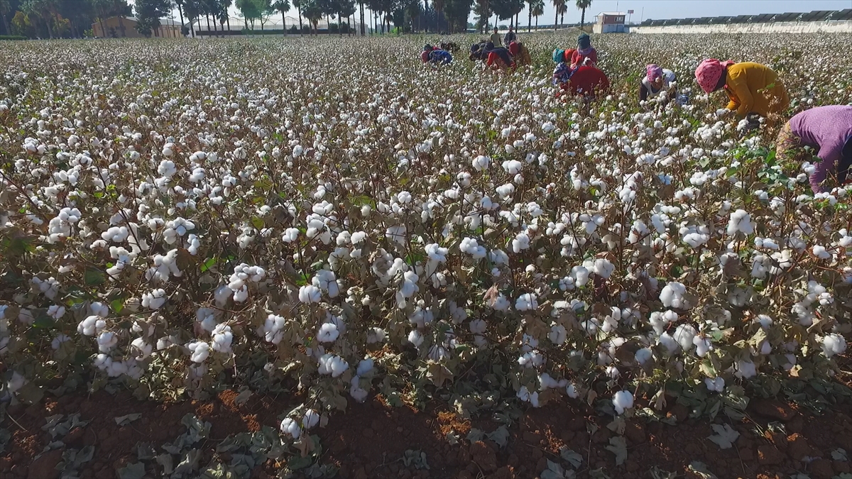 Bu yıl Tarım ve Orman Bakanlığının Çiftçi Kayıt Sistemi`ne göre yaklaşık 1 milyon 250 bin dönüm alana ekilen pamuğun hasadında makineleşme hızla gelişmesine rağmen çeşitli nedenlerle bazı çiftçiler elle hasadı tercih ediyor.