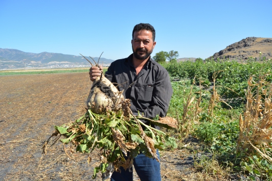 Gaziantepte 14 bin dönüm alanda şeker pancarı hasadı sürüyor