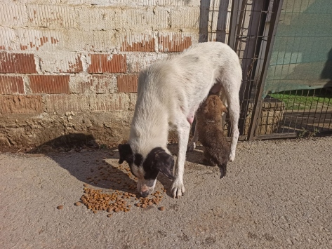 Kocaelide kanalizasyona düşen köpek yavrusunu itfaiye kurtardı