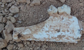 Denizli'de 9 milyon yıllık fosiller bulundu